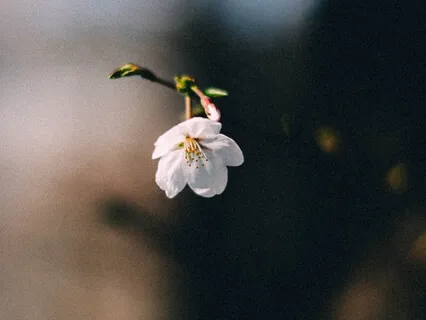 Piano Music: Raining Down Grace