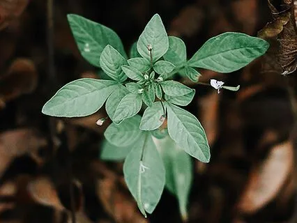 Piano Music: The Awakening