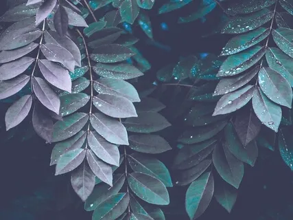 Piano + Nature: I Love Nature