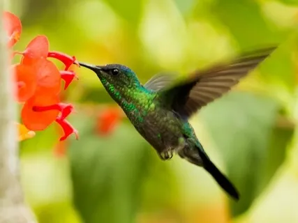 Piano: Sipping The Nectar