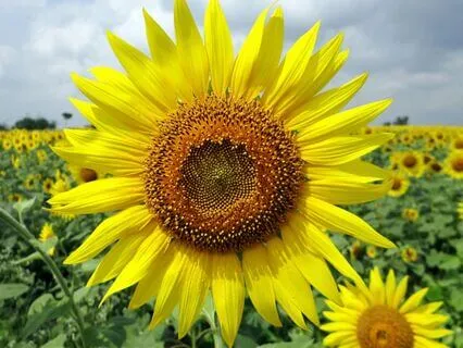 Piano Slow Atmosphere (Flower Dreams)