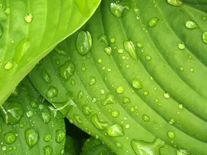 Piano Sonata No. 12 In F Major, K. 332: II Adagio (Mozart)