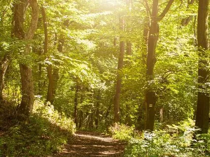 Pick Your Path Through Nature - For Calm & Anxiety Relief
