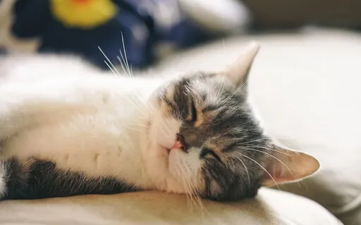 Перед Сном