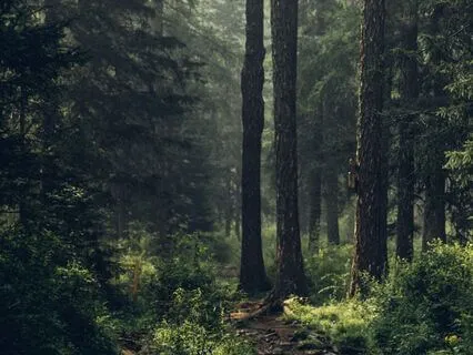 Piglet Nearly Meets The Heffalump Again