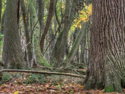 Piglet's Fright And Delight: A Winnie-The-Pooh Bedtime Story