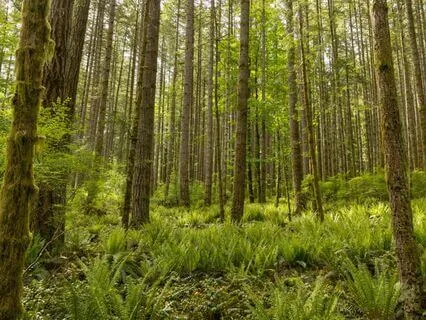 Piglet's Picnic Problem: A Winnie-The-Pooh Bedtime Story