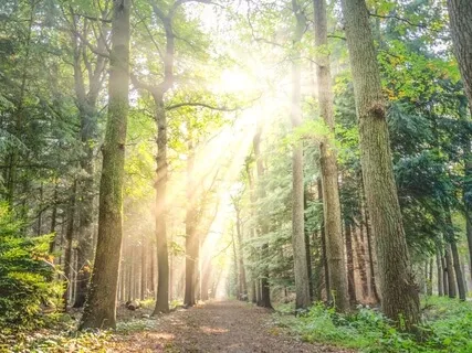 Pilgrimage To Relaxation