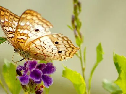 Pilot Light Meditation For Peace And Stress Relief