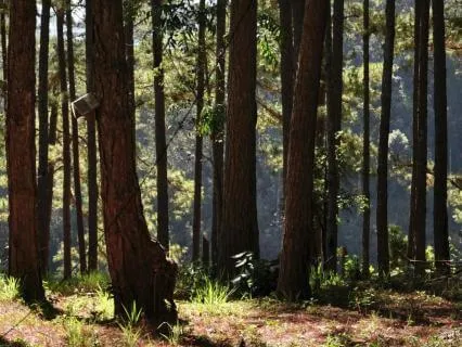 Pine Stillness