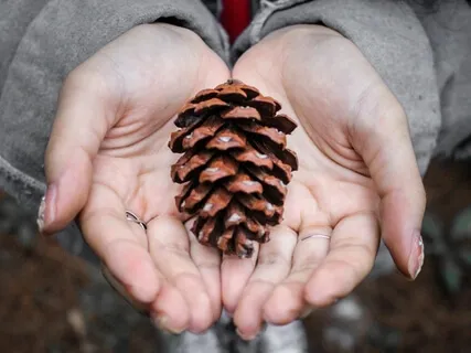 Pineal Gland Activation