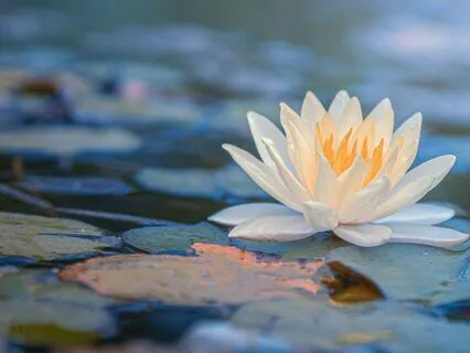 Pineal-Heart Activation For Intuitive Reflection