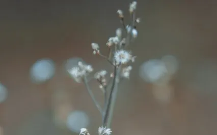 平衡大腦及身心_鼻孔交替呼吸法 Nadi Shodhana [Cantonese 廣東話]