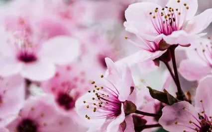 Pink Christian Meditation