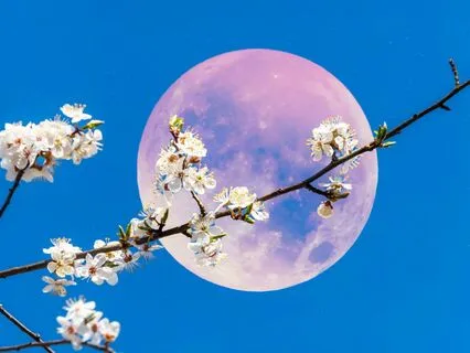Pink Full Moon In Scorpio
