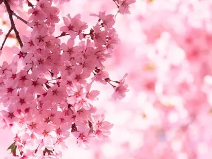 Pink Aura Healing For Pets: For Love & Safety