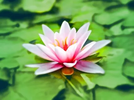 Pink Lotus Sound Bath Magic Gardens