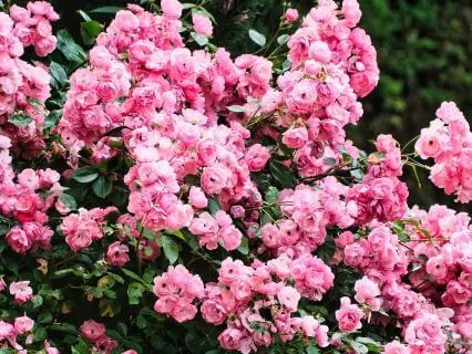 Pink Noise Sonata – 20 Minute Sleep Escape