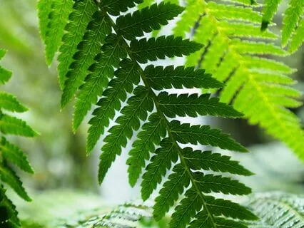 Pink Noise With Delta Waves 4Hz