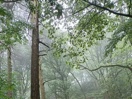 Rain | Relaxing Piano Music