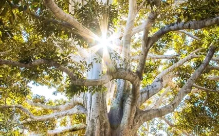 Письмо Умирающего