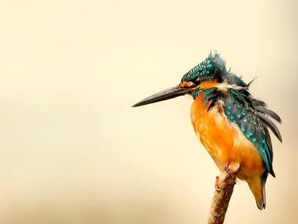 Pjuskede Fjer Yoga Nidra