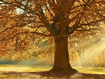 Plan Your Seasons Of Focus (Higher Mind)