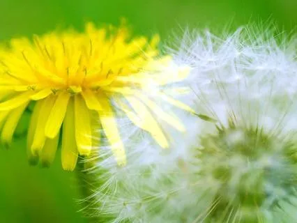 Plant Ally Meditation | Dandelion: Healing What Still Hurts