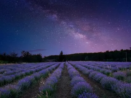 Plant Ally Meditation For Sleep + Music (8 Hours)