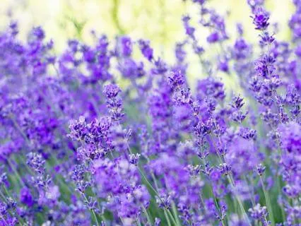 Plant Ally Meditation | Lavender: Tranquility And Renewal