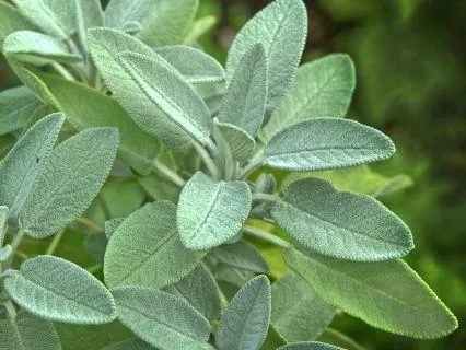 Plant Ally Meditation | Sage: Sacred Clarity And Wisdom