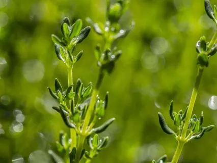 Plant Ally Meditation | Thyme: Return To The Present Moment