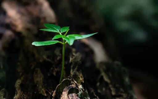 Plant Beautiful Seeds