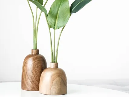 Plant Gazing Meditation For Focus And Stillness