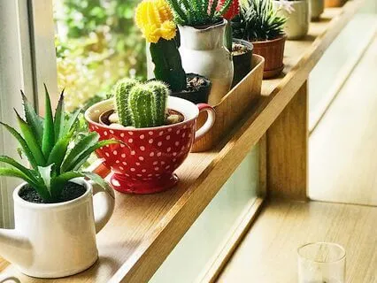 Plant Growth – Ambient Music For Health And Vitality