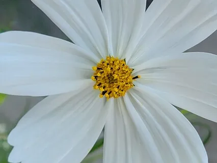 Plant Life Vitality Connection Meditation