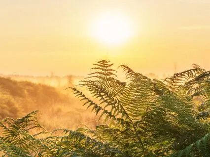 Plant Meditation At Sunrise With 432 Hz And Theta Waves