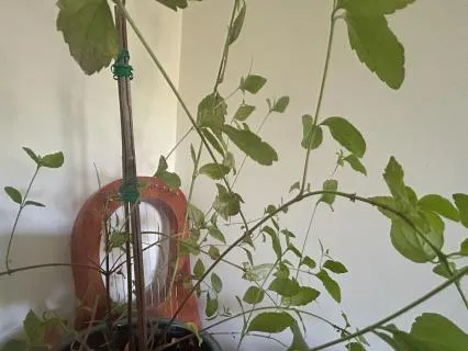 Plant Music For Sleep And Dreams With Calea Zacatechichi