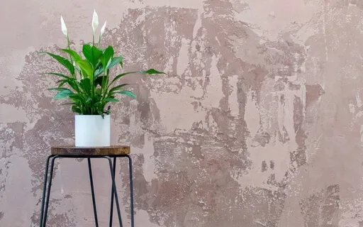 Plant Music: Heart Harmony With Peace Lily