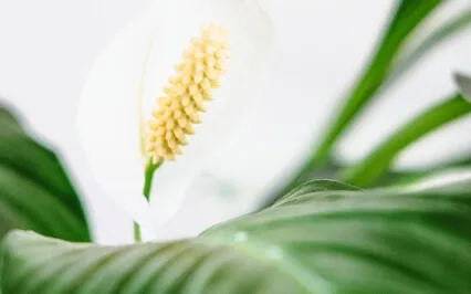 Plant Music: Tranquility Created With Peace Lily