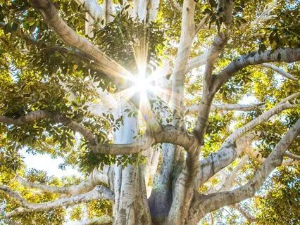 Plant Spirit Wisdom: The Meadow Of The Four Allies