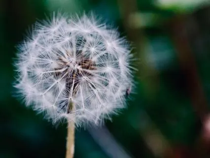 Plant Your Seed Of Intention Meditation