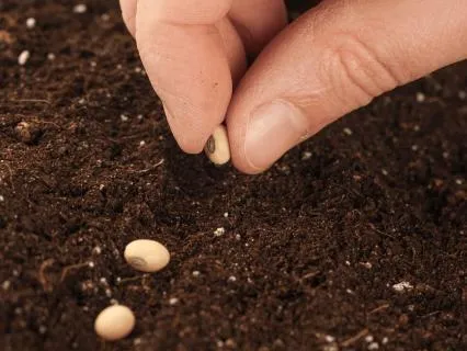 Plant Your Seeds Under The New Moon In Capricorn