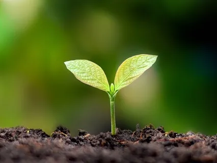 Plant Yourself And Grow Where You Are -Embracing The Journey