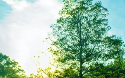 Planting A Seed For New Intentions