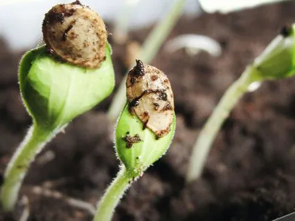 Planting A Seed In Your Heart