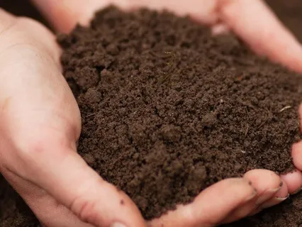 Planting A Seed Of Gratitude