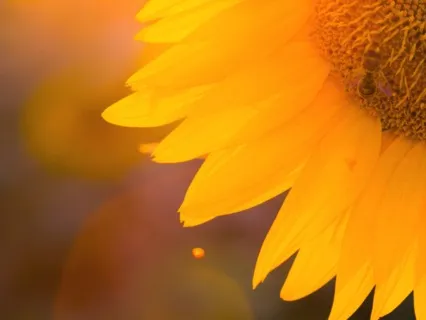 Planting A Seed Of Intention (Visualization Meditation)