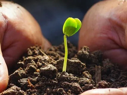 Planting In Tears, Reaping In Joy