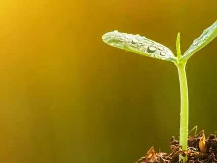 Planting Seeds Of Gratitude (Live Breathwork Session)